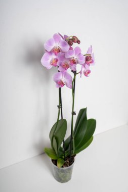 Pembe Kelebek Orkide çiçeği beyaz arkaplanda izole edilmiş.