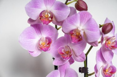 Pembe Kelebek Orkide çiçeği beyaz arkaplanda izole edilmiş.