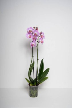 Pembe Kelebek Orkide çiçeği beyaz arkaplanda izole edilmiş.