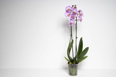 Pembe Kelebek Orkide çiçeği beyaz arkaplanda izole edilmiş.