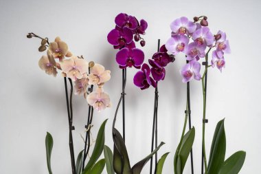 Beyaz arkaplanda izole edilmiş orkide çiçeği