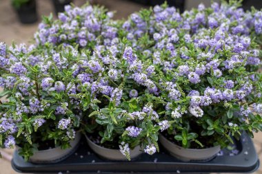 Mor bir Hebe (Veronica çalısı) çiçeği, yakın plan, doğal arka plan ve yaz ışıklarıyla.