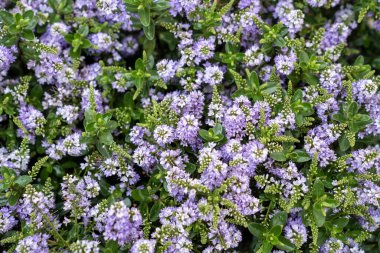 Mor bir Hebe (Veronica çalısı) çiçeği, yakın plan, doğal arka plan ve yaz ışıklarıyla.