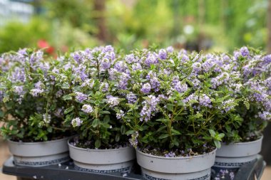 Mor bir Hebe (Veronica çalısı) çiçeği, yakın plan, doğal arka plan ve yaz ışıklarıyla.