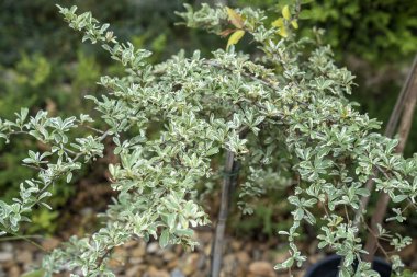 Bahçenin bahçesinde çiçek açan çiçekler ve çalılar yaz güneşinin altında sıralanmış renkli bitkiler..