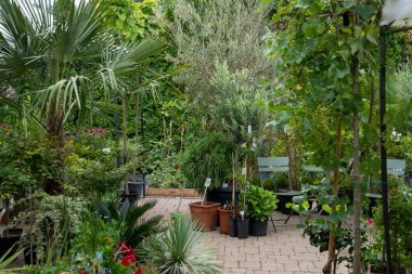 Yaz güneşinin sıcaklığında çeşitli bitki, çiçek ve çalılarla dolu büyüleyici bir bahçe bahçesi..