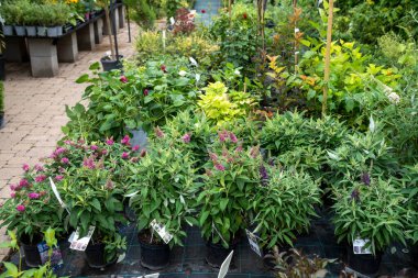 Bahçenin bahçesinde çiçek açan çiçekler ve çalılar yaz güneşinin altında sıralanmış renkli bitkiler..