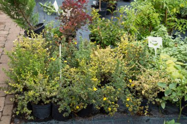 Bahçenin bahçesinde çiçek açan çiçekler ve çalılar yaz güneşinin altında sıralanmış renkli bitkiler..