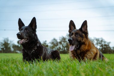 İki Alman çoban köpeği çimlerin üzerine uzandı. Siyah ve bronzlaşmanın yanında koyu siyah. Ağzını aç ve uzun bir dil kullan. Köpek eğitimi çimlerin üzerinde..