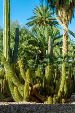 Jardin Majorelle Kaktüsü - Botanik Bahçesi - Marakeş, Fas, Afrika 'da Yves Saint Laurent.