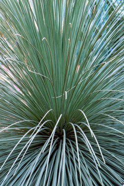 Cactus in the Jardin Majorelle - Botanical Garden - Yves Saint Laurent in Marrakesh, Morocco, Africa. clipart