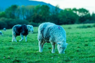 A sheep grazes on pasture next to the lake Derwentwater, Keswick. Evening, sunset at the Lake District, United Kingdom. clipart