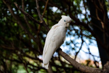 Kakadu bir ağaç dalına oturur. Beyaz papağan portresi, arka planı bulanık yakın plan..