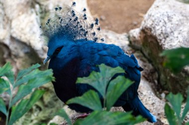 Victoria taçlandırılmış güvercin zarif mavi dantel armalı. Arka planda bulanıklık olan yakın çekim..