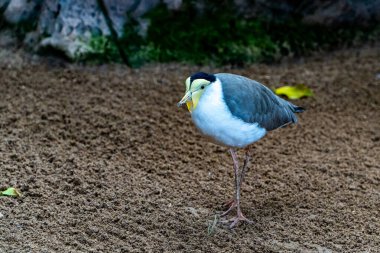 Maskeli kanat (vanellus mil). Arka planda bulanıklık olan yakın çekim..