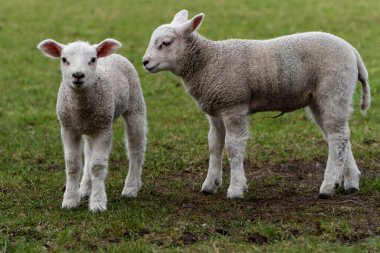 İki Genç Kuzu. Yeşillik alanda (çim) ve kameraya dönük duruyordu. Paskalya kuzusu. Yatay olarak. Kopyalamak için boşluk.