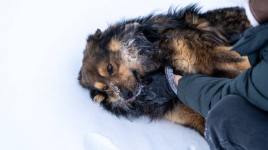 Kışın köpeği olan hasta bir köpek.