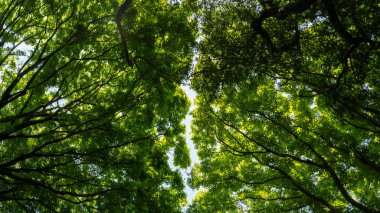 Doğada yeşil ağaç dalları