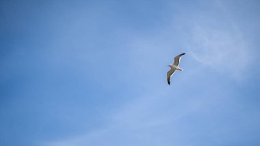 Mavi gökyüzünde uçan martı