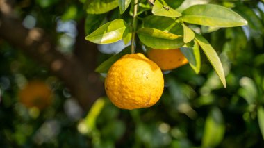 Bahçedeki ağaçta asılı taze portakallar.