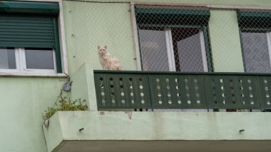 Kedi çatıda oturuyor.