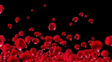 Siyah döngüdeki kırmızı gül yaprakları canlandırılmış