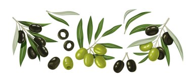 Siyah ve yeşil zeytin ve dallar. Sağlıklı bir yaşam tarzı için organikler. Vektör illüstrasyonu beyaz arkaplanda izole edildi.