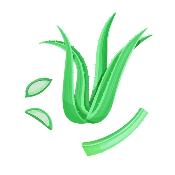 アロエベラの植物 葉とスライス 白に分離されたベクトルイラスト — ストックベクタ