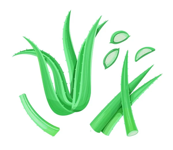 Aloe Vera Planta Folhas Fatias Ilustração Vetorial Isolada Sobre Branco — Vetor de Stock