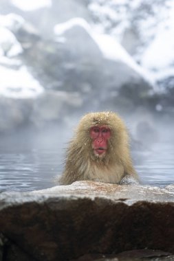 Kar Maymunu Parkı doğayla çevrili.