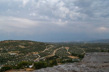 Olive Groves ve Rolling Hills Peyzajı, Ubeda, jaen, İspanya,