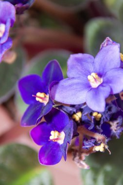 Yeşil yapraklı mor çiçek, yaklaş.