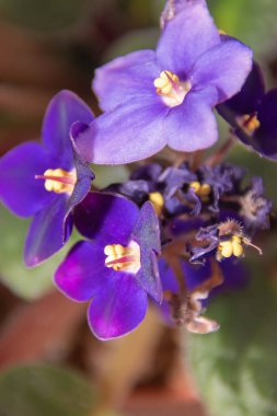 Bahçede mor çiçekler