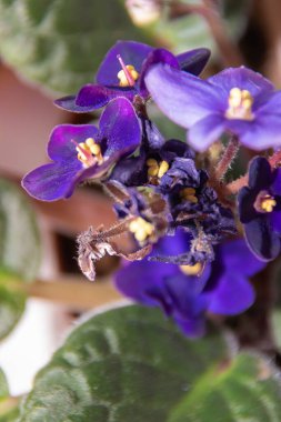 Bahçedeki mor çiçek