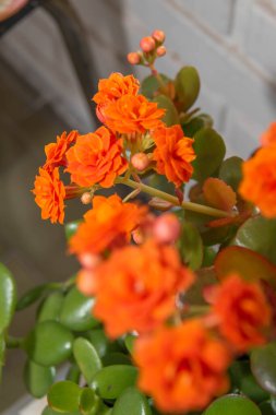 Bir buket portakal çiçeği. yüksek kaliteli fotoğraf