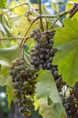 Üzüm bağında olgunlaşmış üzüm