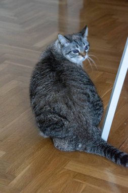 Kedi yerde yatıyor.