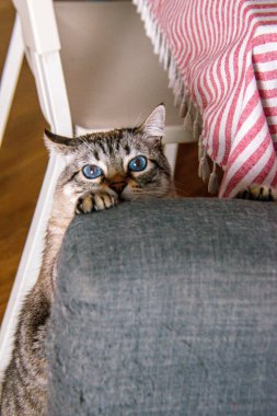 Büyük mavi gözlü kedi kanepede yatıyor.