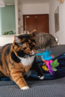 Şirin bir kedinin portresi