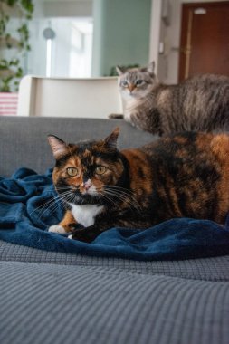 İki güzel kedi kanepede yatar ve kameraya bakar.