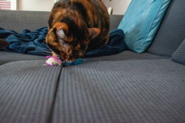 Güzel bir kedi oyuncakla oynuyor.