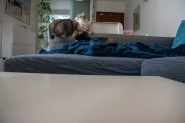 Kedi kanepede uyuyor.