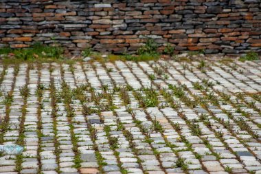 Close-up of cobblestone pavers and weeds, showing texture and natural elements. Urban surface, natural intrusion, and a sense of place. clipart