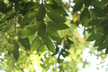 Körfez yaprakları damarlarını ve dokusunu gösteriyor. Doğal ışık, yeşillik ve tazelik hissi..