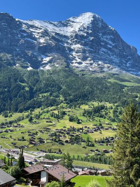 Yazın güneşli bir sabahta İsviçre Alpleri. Yeşil çimenler ve karlı dağ tepeleri, Grindelwald, İsviçre.