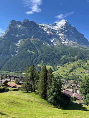 Yazın güneşli bir sabahta İsviçre Alpleri. Yeşil çimenler ve karlı dağ tepeleri, Grindelwald, İsviçre.