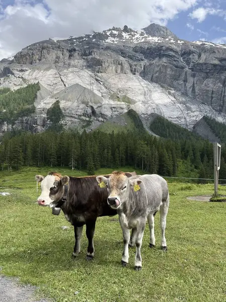 İsviçre 'nin İsviçre Alpleri' nin yeşil çimlerinde iki şirin çoban yavrusu.