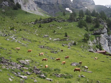 Alp kırmızısı ve beyaz inekler dağlarda yeşil bir çayırda otlarlar. Alp Dağları 'nda yaz yürüyüşü, İsviçre, Kandersteg, Oeschinen