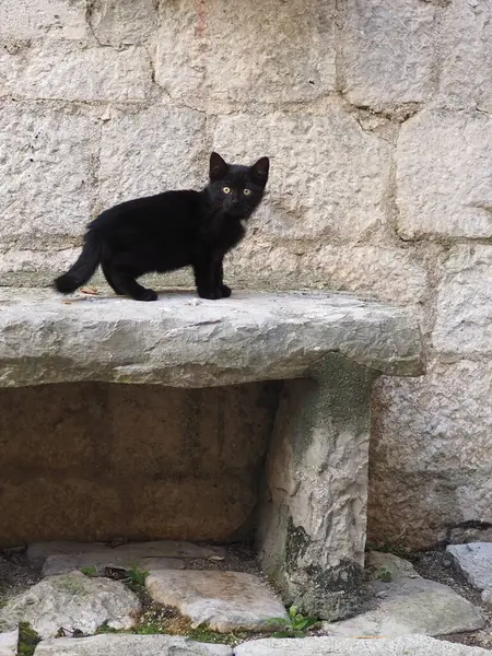 Taş bir bej duvarın arka planında korkmuş küçük siyah kedi yavrusu. Evsiz hayvanlar