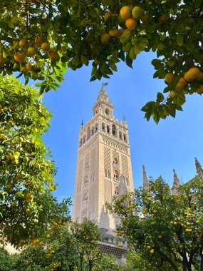 Giralda Kulesi Seville Katedrali. Güneşli bir günde, portakal ağaçları arasında gotik Katolik katedrali. Sevilla, Endülüs, İspanya.